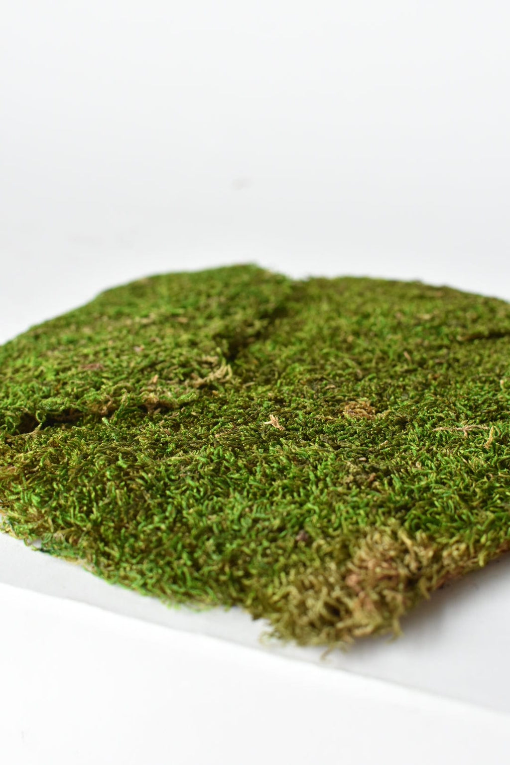 Preserved Sheet Moss, 8" x 9" piece