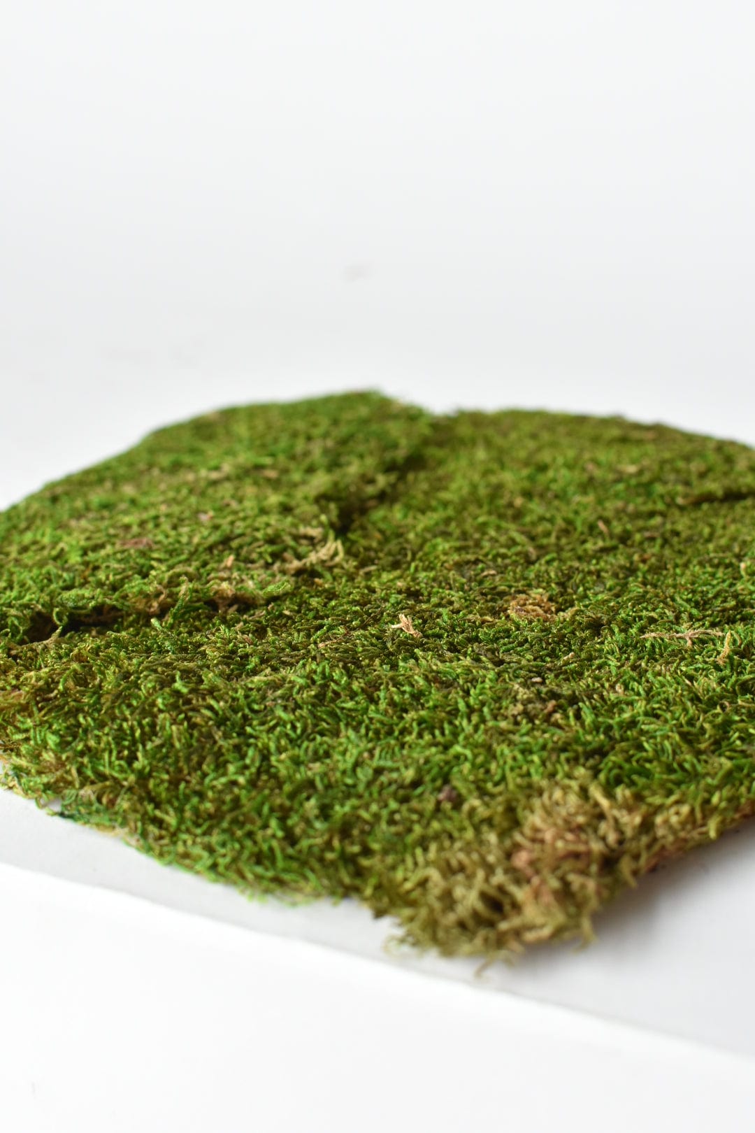 Preserved Sheet Moss, 8" x 9" piece